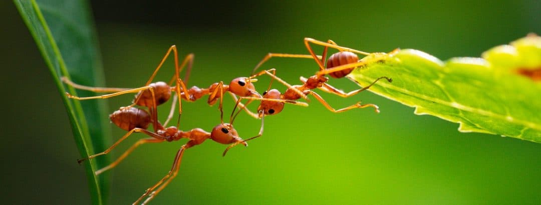Biomimetics: nature as a teacher of civil engineering